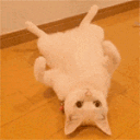 CatBelly