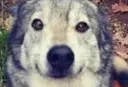 schlopslop