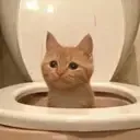 toiletcat