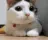 gatono