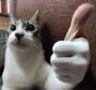kat_ok