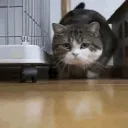 ID_markipliermeow