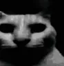 catDespair