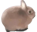thiscat thiscat