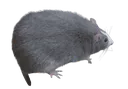 thisrat thisrat
