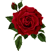 Marysrose