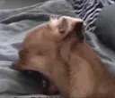 PAIN PAIN
