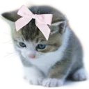 006kitty2