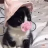 bb
