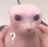 ccgg_bingushuh Discord emoji