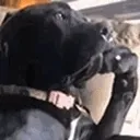 DogThink