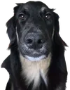 creaturestare