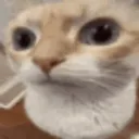 drama_cat_watching