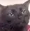 catmood