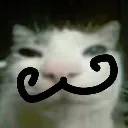 pardner_cat