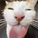 blehcat