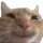 catsmile