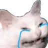 SadCatto