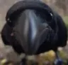 ravengopro