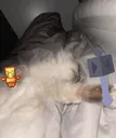 mace_cat