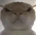 angrycat