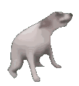 funnyanimalscrazy animated Discord emote | ╰┈➤👑-LEO-YT 🌐 | FANS