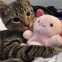 kitty custom emote | The World Of The Gang