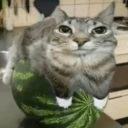watermelon Discord sticker from The World Of The Gang