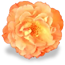 flower_orange_rose