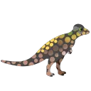 pachyceph