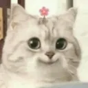tehe