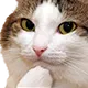 cat_oh_my cat_oh_my