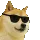 dog_vibe