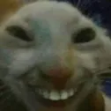 cat_hehe