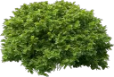 lor