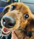 finestdogoutthere