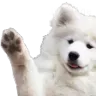WaveDoggo
