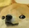 ConfuseDoge