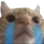 Cat_Cry