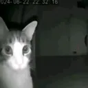 gatoparanormal gatoparanormal