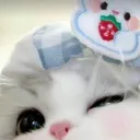 kittywink
