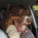 ladyyawn