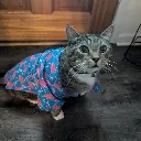 handsomefrank
