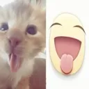 cat_tongue