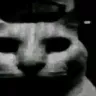 rip