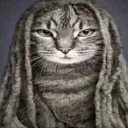 seriouscat