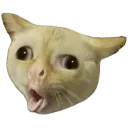 pukingcat
