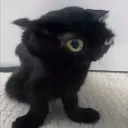 sillycat