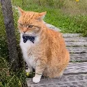 fancy