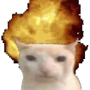 cat_boom